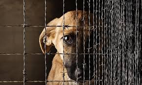 «Якутская природоохранная прокуратура разъясняет об уголовной ответственности за жестокое обращение с животными».